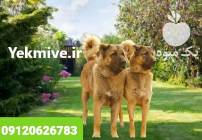 فروش تخصصی انواع سگ قفقازی شاه در کرج در گروه سگ و گربه در یکمیوه -عکس2