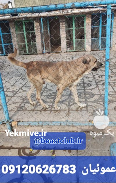 فروش سگ سرابی یا سلوکی در گروه سگ و گربه در یکمیوه -عکس1