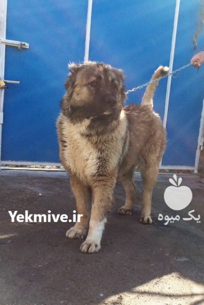 فروش سگ سرابی یا سلوکی در گروه سگ و گربه در یکمیوه -عکس3