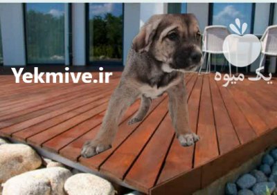 فروش سگ سرابی یا سلوکی در گروه سگ و گربه در یکمیوه -عکس2