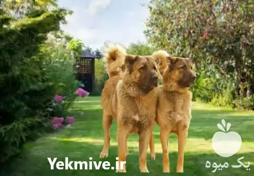 فروش تخصصی انواع سگ قفقازی شاه در کرج در گروه سگ و گربه در یکمیوه -عکس1