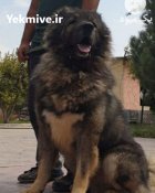 فروش تخصصی انواع سگ قفقازی شاه در کرج در گروه سگ و گربه در یکمیوه