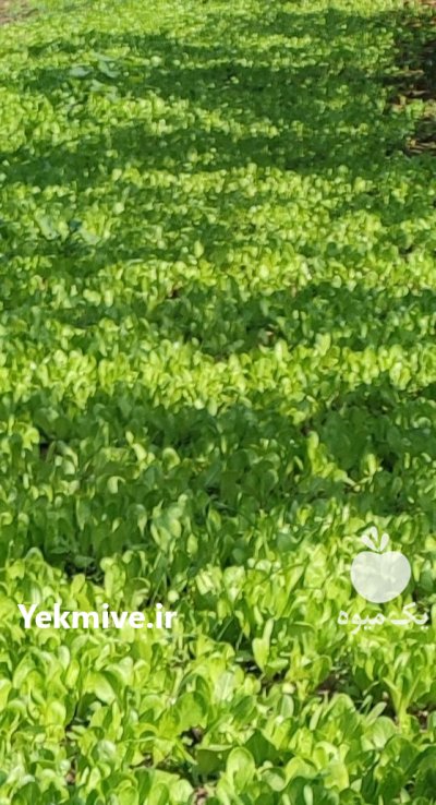 نهال کاهو نشایی در گروه خرید و فروش کاهو در یکمیوه -عکس1