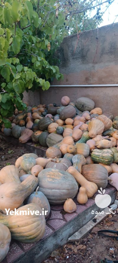 کدو حلوایی در زنجان در گروه خرید و فروش کدو تنبل در یکمیوه -عکس1