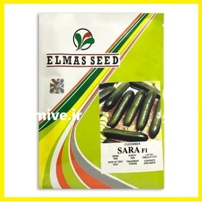 فروش بذر خیار SARA F 1 در شیراز در گروه خرید و فروش بذر خیار در یکمیوه -عکس1