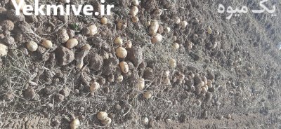 سیب زمینی بذری و خوراک در زنجان در گروه خرید و فروش سیب زمینی در یکمیوه -عکس1