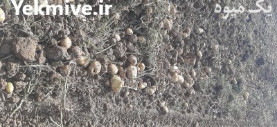 سیب زمینی بذری و خوراک در زنجان در گروه خرید و فروش سیب زمینی در یکمیوه -عکس2