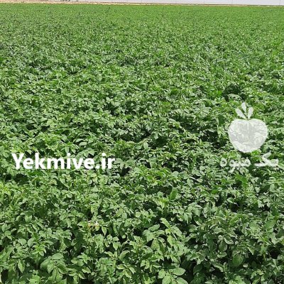 سیب زمینی بذری و خوراک در زنجان در گروه خرید و فروش سیب زمینی در یکمیوه -عکس3