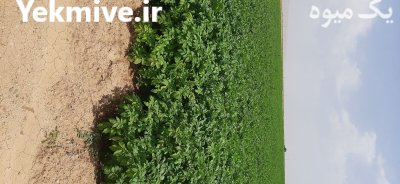 سیب زمینی بذری و خوراک در زنجان در گروه خرید و فروش سیب زمینی در یکمیوه -عکس4