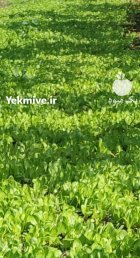 نهال کاهو نشایی در گروه خرید و فروش کاهو در یکمیوه