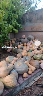 کدو حلوایی در زنجان در گروه خرید و فروش کدو تنبل در یکمیوه