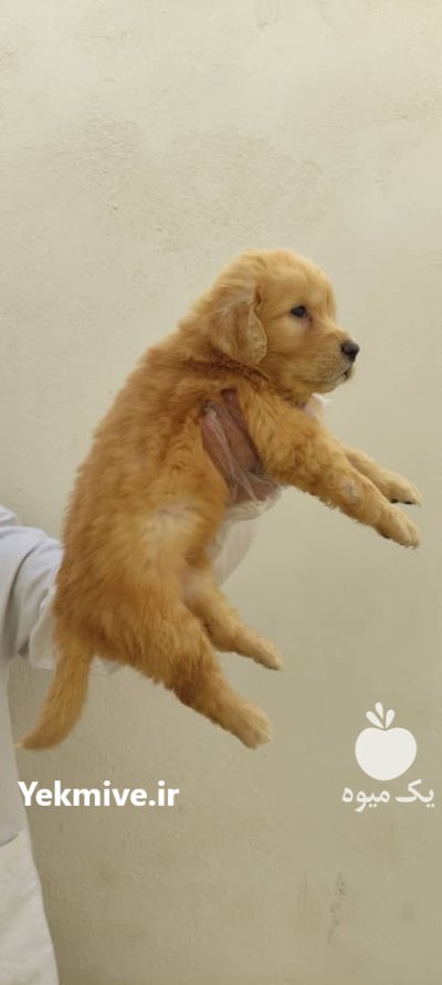خرید سگ گلدن ریتریور در گروه سگ و گربه در یکمیوه -عکس1