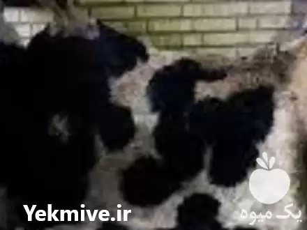 فروش خریدار پوست روده به قیمت در گروه گاو و گوسفند و میش و بز کهره گوساله در یکمیوه -عکس1