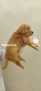 خرید سگ گلدن ریتریور در گروه سگ و گربه در یکمیوه