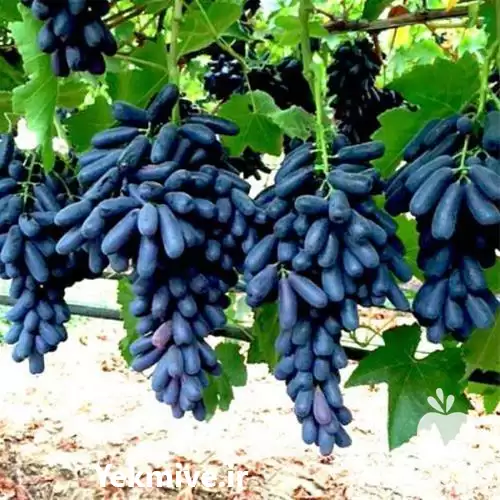 فروش انگور موندراپ در مشهد در گروه خرید و فروش نهال انگور در یکمیوه -عکس1