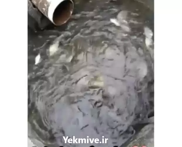 قیمت خرید ماهی تیلاپیا در تهران در گروه خرید و فروش بچه ماهی در یکمیوه -عکس1