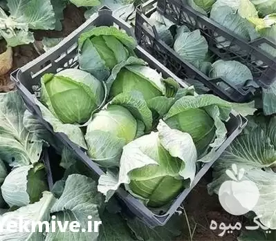 کلم سفید صادراتی در اصفهان در گروه خرید و فروش انواع کلم در یکمیوه -عکس1