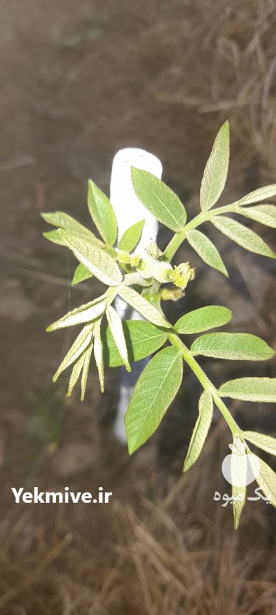 نهال گردو پیوندی در بندرگز در گروه خرید و فروش نهال گردو در یکمیوه -عکس1