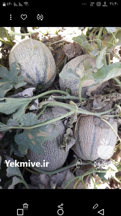 مشارکت در کار کشاورزی جهت صیفی در خنج در گروه سرمایه گذار در تولید محصولات کشاورزی در یکمیوه -عکس1