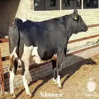 پرورش و فروش انواع گوساله در کرمانشاه در گروه گاو و گوسفند و میش و بز کهره گوساله در یکمیوه