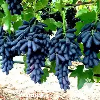 فروش انگور موندراپ در مشهد در گروه خرید و فروش نهال انگور در یکمیوه