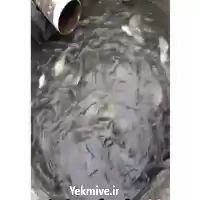 قیمت خرید ماهی تیلاپیا در تهران در گروه خرید و فروش بچه ماهی در یکمیوه
