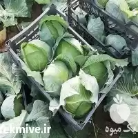 کلم سفید صادراتی در اصفهان در گروه خرید و فروش انواع کلم در یکمیوه