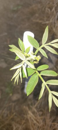 نهال گردو پیوندی در بندرگز در گروه خرید و فروش نهال گردو در یکمیوه