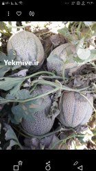 مشارکت در کار کشاورزی جهت صیفی در خنج