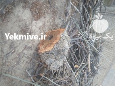 انواع چوب توت گردو در قوچان در گروه خرید و فروش انواع چوب در یکمیوه -عکس1