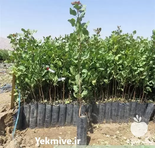 قیمت خرید ویژه نهال پسته در گروه خرید و فروش نهال پسته در یکمیوه -عکس1