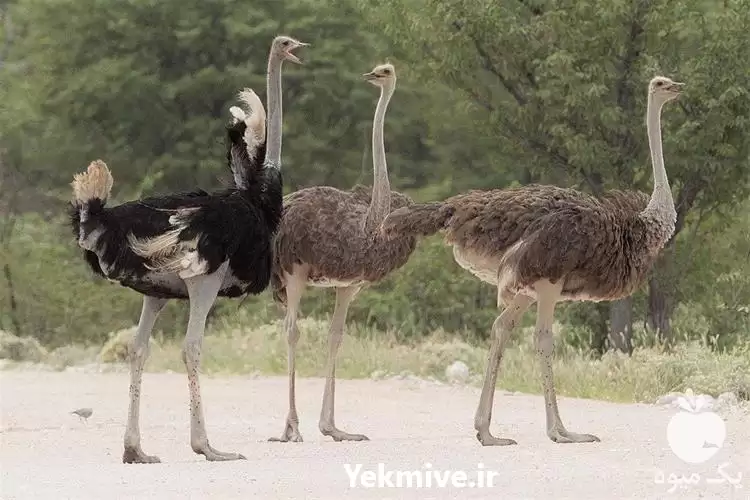 برگزاری دوره سراسری یک روزه آموزش در اصفهان در گروه دوره آموزش کشاورزی در یکمیوه -عکس1