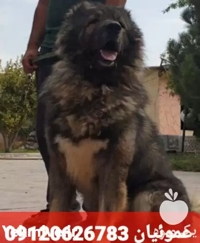 قیمت خرید تخصصی انواع سگ قفقازی در گروه سگ و گربه در یکمیوه -عکس1