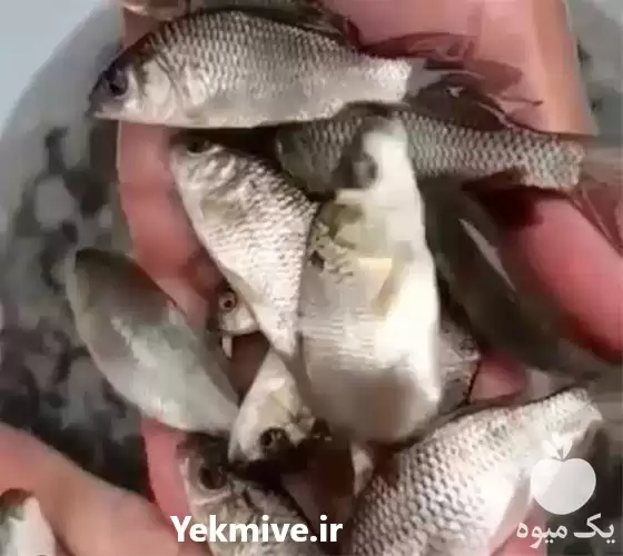 قیمت خرید بچه ماهی غذای انواع در گروه خرید و فروش بچه ماهی در یکمیوه -عکس1