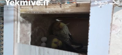 فروش عروس هلندی در گروه خرید و فروش انواع پرنده در یکمیوه -عکس1