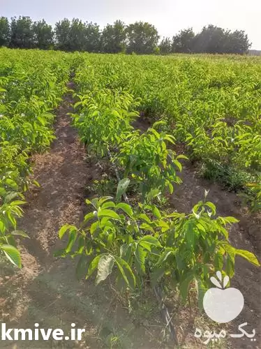 قیمت خرید نهال گردوی پوست کاغذی در گروه خرید و فروش نهال گردو در یکمیوه -عکس1