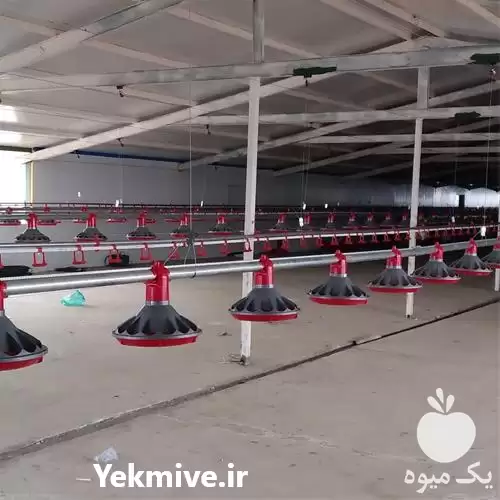 قیمت خرید قیمت در قزوین در گروه تجهیزات مرغداری در یکمیوه -عکس1