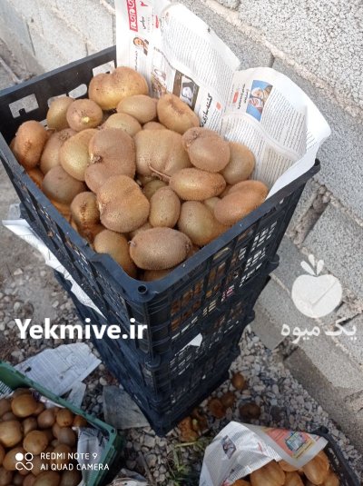فروش کیوی دوپهن و ریز در قائم شهر در گروه خرید و فروش کیوی در یکمیوه -عکس1