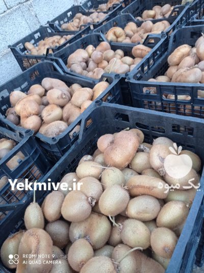 فروش کیوی دوپهن و ریز در قائم شهر در گروه خرید و فروش کیوی در یکمیوه -عکس2