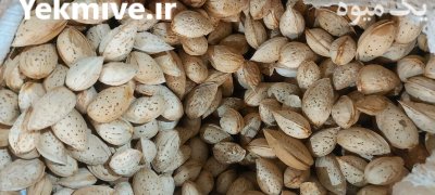 بادام محب تازه و زرین در گروه خرید و فروش بادام در یکمیوه -عکس1