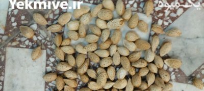 بادام محب تازه و زرین در گروه خرید و فروش بادام در یکمیوه -عکس2