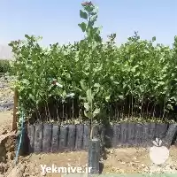 قیمت خرید ویژه نهال پسته در گروه خرید و فروش نهال پسته در یکمیوه