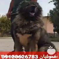 قیمت خرید تخصصی انواع سگ قفقازی در گروه سگ و گربه در یکمیوه