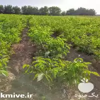 قیمت خرید نهال گردوی پوست کاغذی در گروه خرید و فروش نهال گردو در یکمیوه