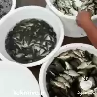 قیمت خرید بچه ماهی تیلاپیا تک در تهران در گروه خرید و فروش بچه ماهی در یکمیوه