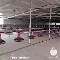 قیمت خرید قیمت در قزوین در گروه تجهیزات مرغداری در یکمیوه