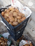 فروش کیوی دوپهن و ریز در قائم شهر در گروه خرید و فروش کیوی در یکمیوه