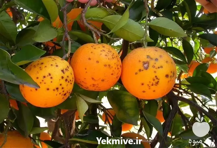 قیمت خرید قارچ کش مرکبات بر در تهران در گروه خرید و فروش انواع سم در یکمیوه -عکس1