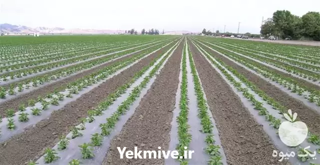 قیمت خرید بزرگترین تولید کننده نایلون در سنندج در گروه خرید و فروش بسته بندی نایلونی در یکمیوه -عکس1