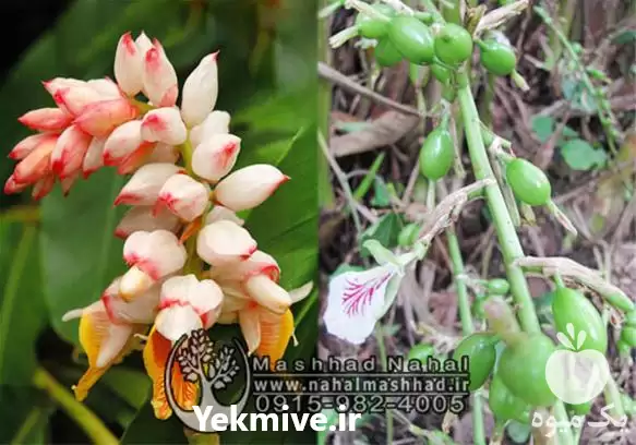 نهال زنجبیل فروش نهال هل در مشهد در گروه خرید و فروش گیاهان دارویی در یکمیوه -عکس1